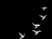 que significa ver aves blancas de noche