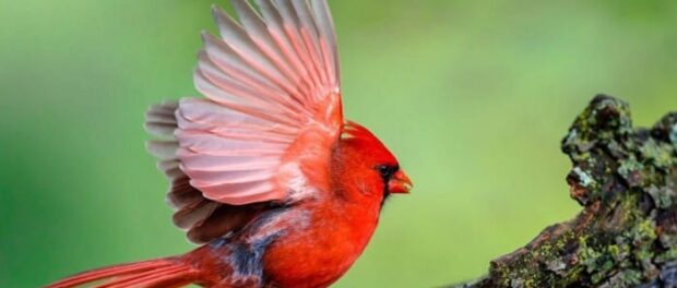 que significa ver un pajaro rojo