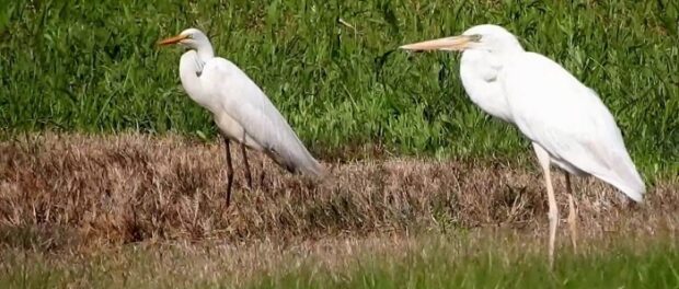 ver una garza significado espiritual  