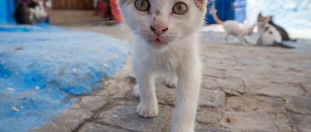 que significa que un gato desconocido se te acerque espiritualmente