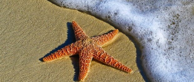 estrella de mar significado espiritual