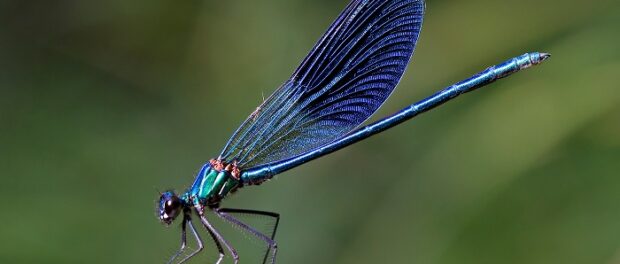 libélula azul significado espiritual