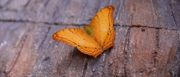 Mariposa marrón y naranja significado espiritual 
