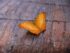 Mariposa marrón y naranja significado espiritual 