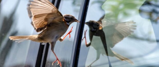 pájaro choca contra ventana significado espiritual 