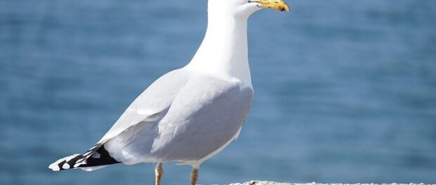 gaviota significado espiritual