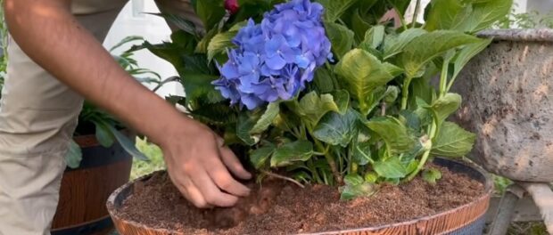 flor de hortensia para maleficios