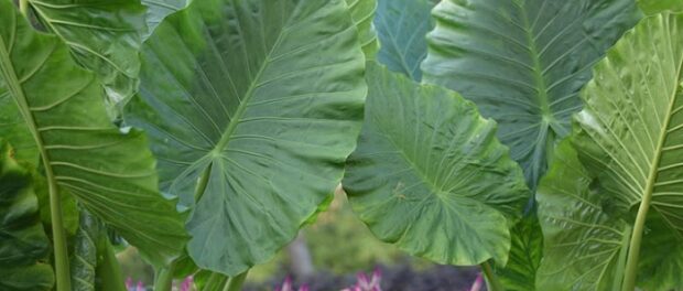 alocasia significado espiritual