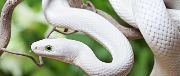 serpiente blanca significado espiritual