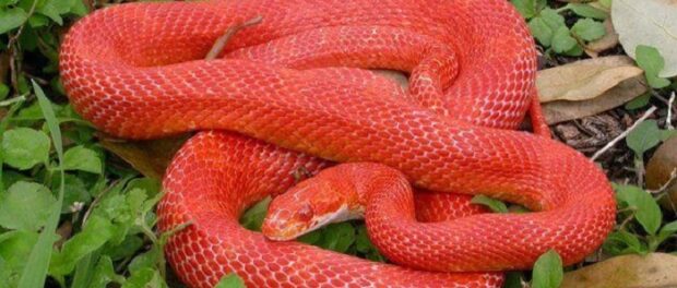 serpiente roja significado espiritual