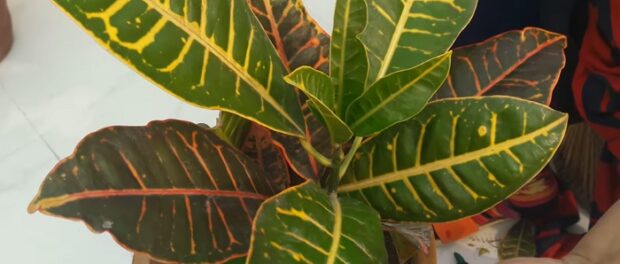 croton planta significado espiritual