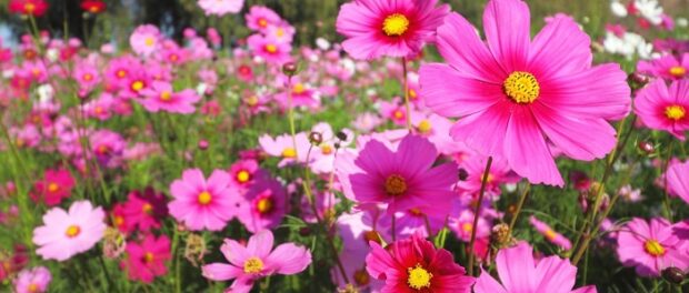 flor cosmos significado espiritual