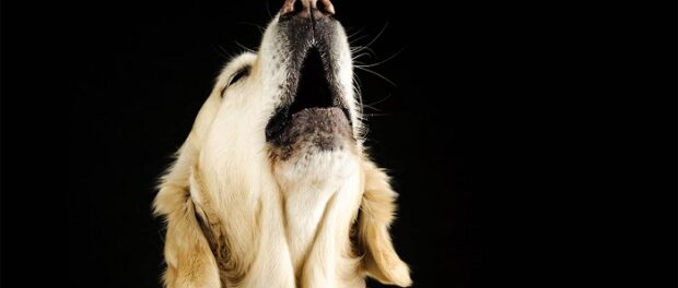 perros aullando de noche significado espiritual