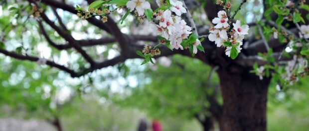 almendro significado espiritual