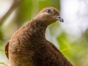 qué significa la visita de una paloma marrón