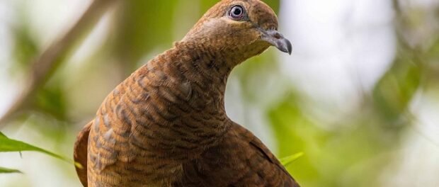 qué significa la visita de una paloma marrón